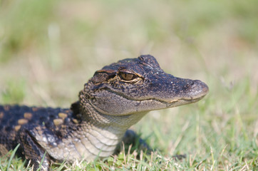 Baby alligator in the grass