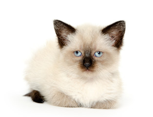 Cute kitten on white
