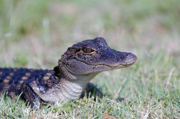 Baby alligator in the grass