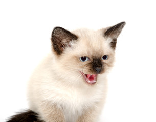 Obraz premium Cute kitten hissing