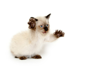 Cute kitten playing