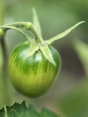Grüne Tomaten