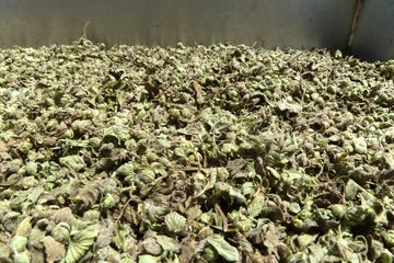 Oregano erntefrisch