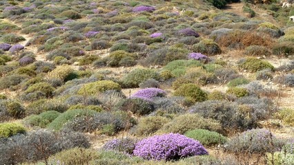 Thymian Wildkräuter