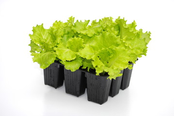 piantine di insalata pronte al trapianto