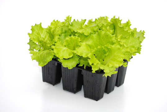 piantine di insalata pronte al trapianto