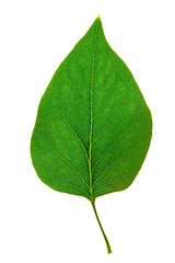 Obraz premium A perfect green leaf of lilac