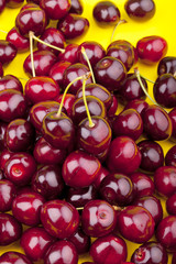 Studioaufnahme von frisch gepflückten Kirschen