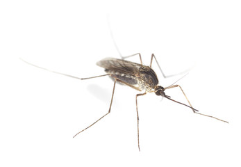 Mosquito filled with blood isolated on white background