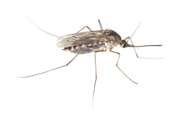 Mosquito filled with blood isolated on white background