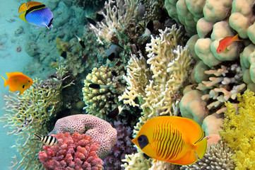 Photo of a coral colony, Red Sea, Egypt