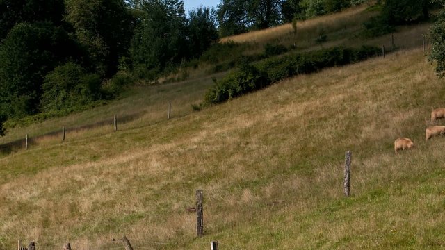 Schafherde im Zeitraffer