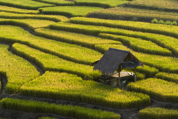 Terraced Rice Field