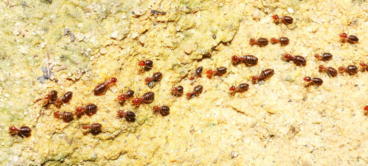 queue up of termite