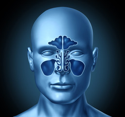 Sinus cavity on a human head
