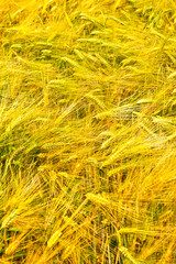 corn field in detail