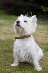 West Highland White Terrier