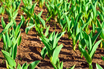Plants in land