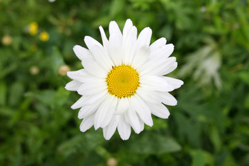 Obraz premium Gänseblümchen im Gras