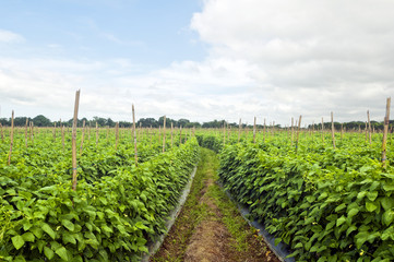 Vegetable Farm