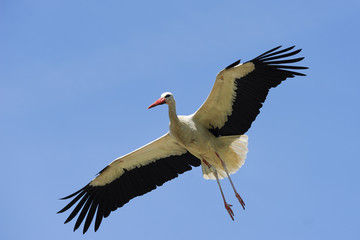 Weißstorch