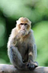 junger Affe