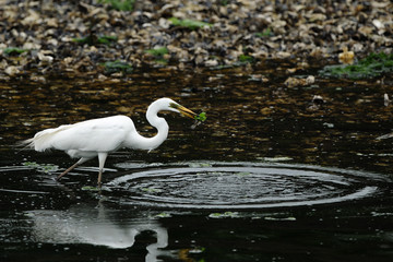 ダイサギの食事
