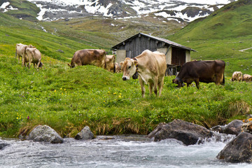 Kuh an Bergbach, Schweiz