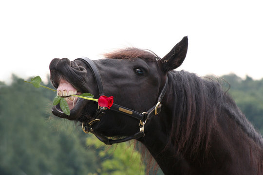 black horse with red rose in mouth