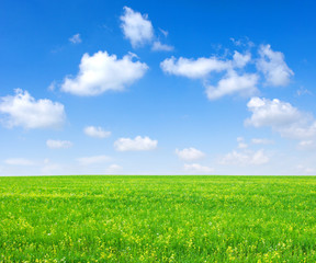 Obraz premium field