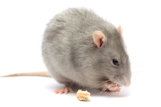 Mause isolated on white