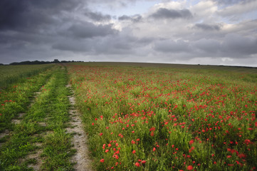 Vibrant poppy fields under moody dramatic sky