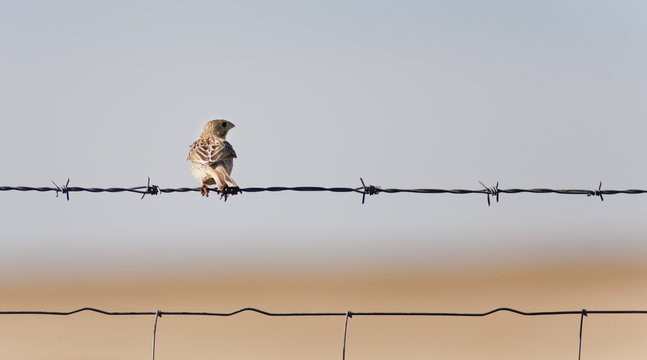 gorrion en alambrado