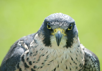 Close up of a Peregrine Falcon