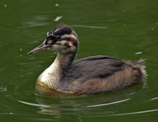 Grebe