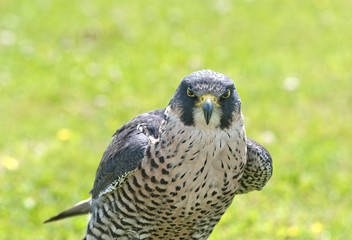Close up of a Peregrine Falcon