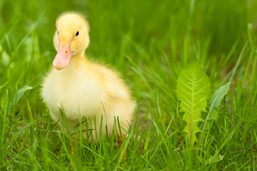 Little duckling