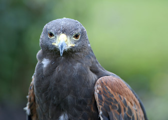 Close up of a Harris Hawk