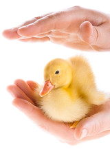 Little duckling