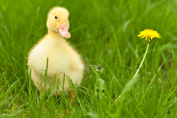 Little duckling