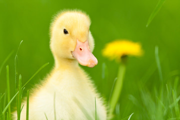 Little duckling