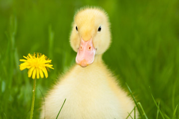 Little duckling