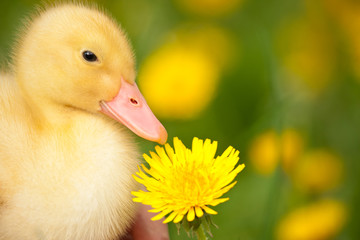 Little duckling
