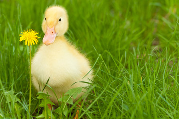 Little duckling