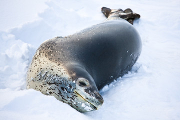 The grey seal