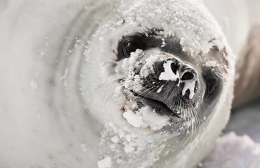 Wandcirkels aluminium snot-nosed seal © Goinyk