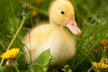 Small duckling