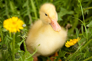 Small duckling