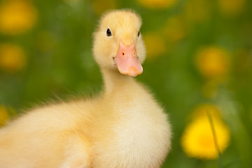 Small duckling