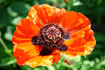 Beautiful open red poppy